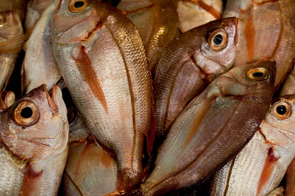 Fukushima | UGAMM quer proibir importação de peixe