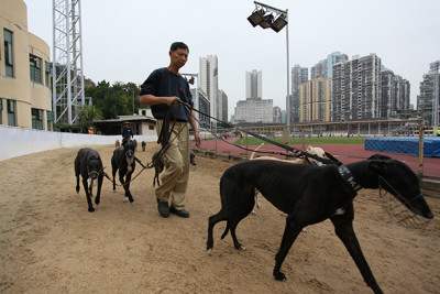 galgos anima