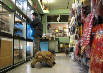 Animais | Mais de três mil abatidos. Vinte lojas “licenciadas”