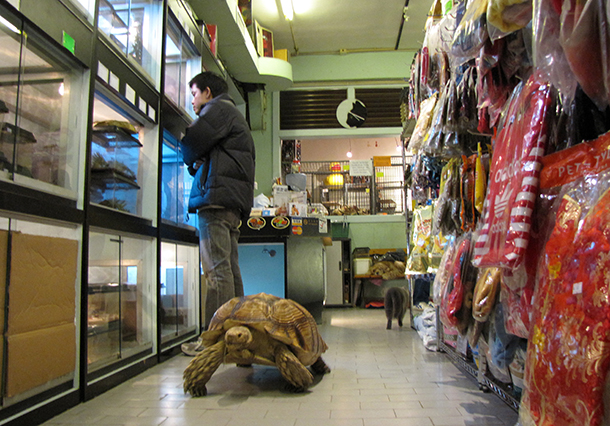 Animais | Mais de três mil abatidos. Vinte lojas “licenciadas”