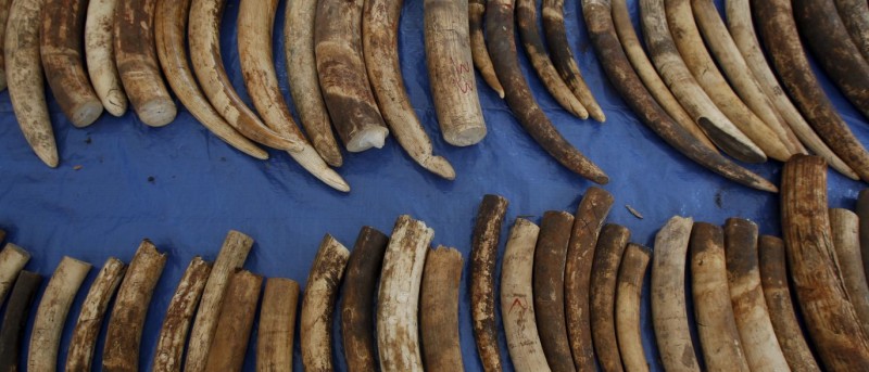 Tailândia destrói mais de duas toneladas de marfim