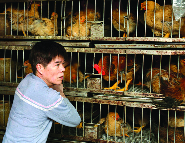 IACM | Grossistas de aves criticam consulta “falsa”