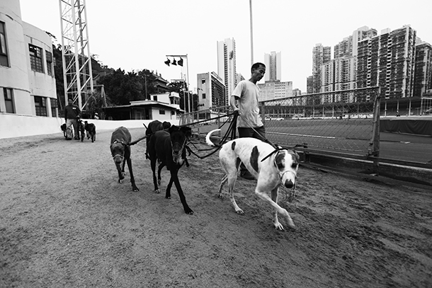Canídromo | Cães da Austrália vêm de forma ilegal em Macau
