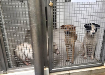 Canil | IACM nega impedimento de adopção de animais