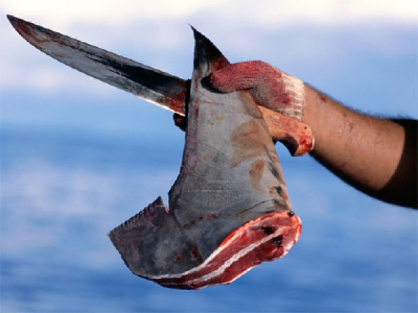 Apreendidos 880 quilos de barbatanas de tubarão martelo