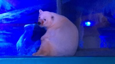 Urso polar num centro comercial em Guangzhou 