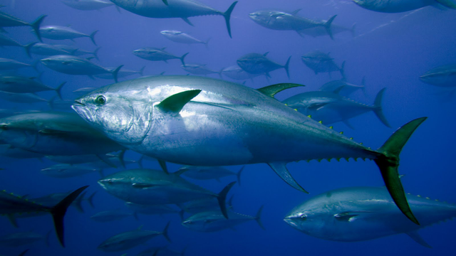 Corações de atum | Dez nações da Ásia-Pacífico falham acordo