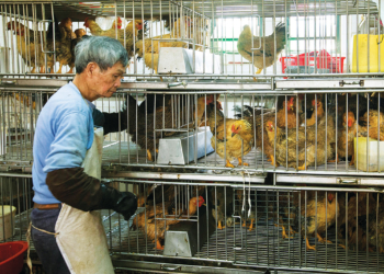 Galinhas e pombos vivos voltaram a ser postos à venda