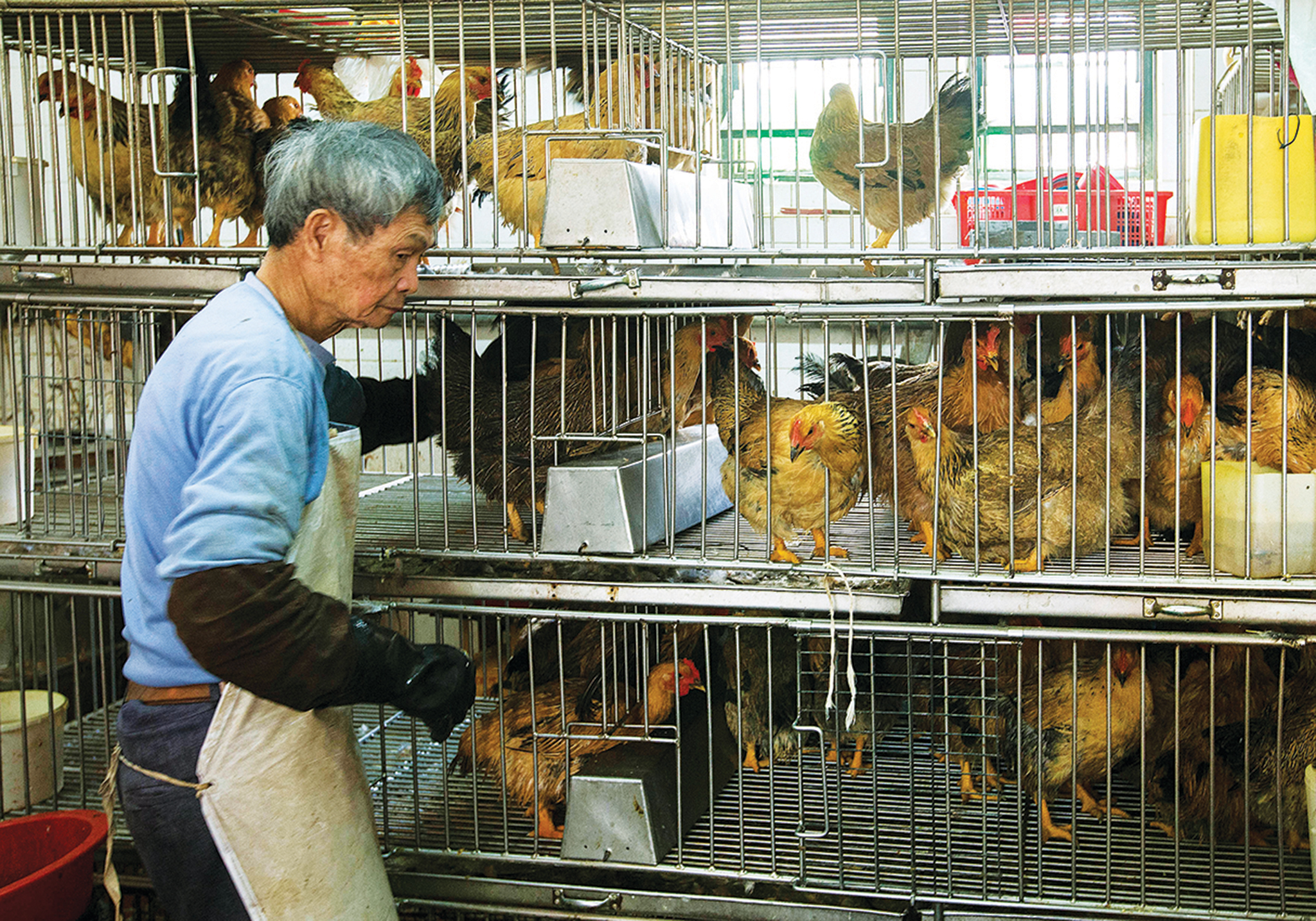 Gripe aviária | Levantada proibição de importação de aves de oito países