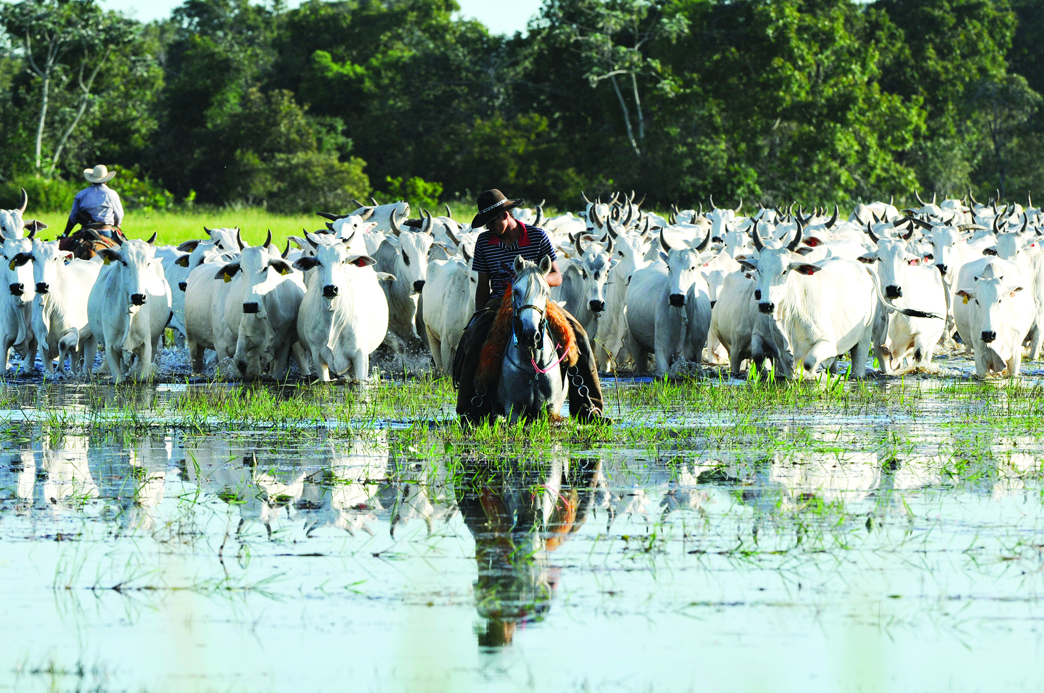 China | Confirmada interdição de carne de vaca do Brasil