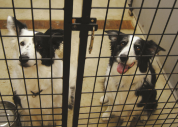 Protecção | Lei que protege animais em Macau começa a dar frutos