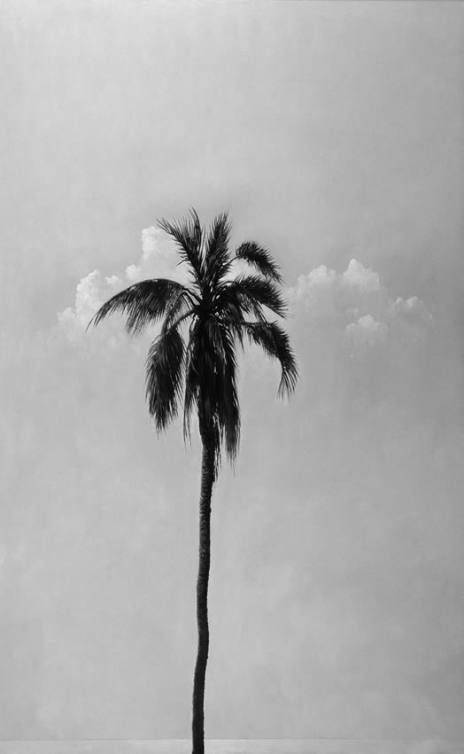 Os ramos da palmeira