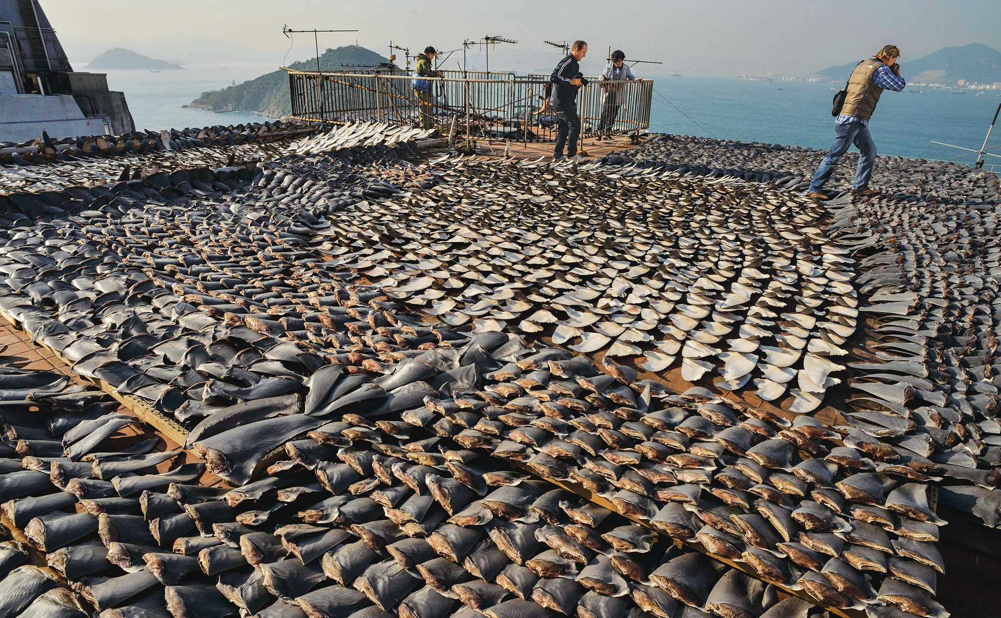Galápagos | Pequim diz que não há provas de pesca ilegal