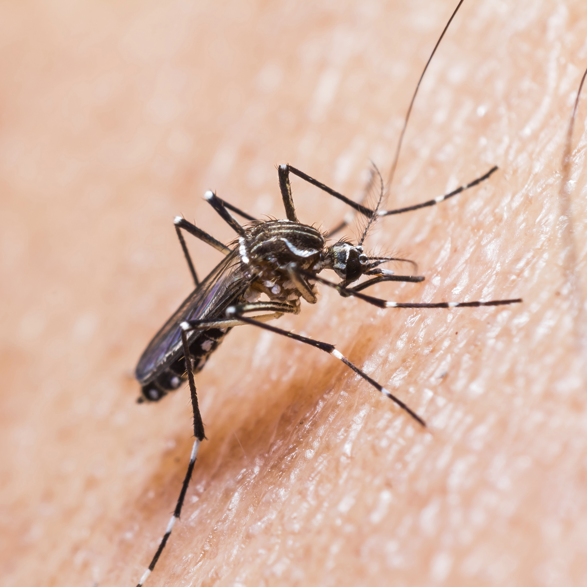 Saúde | Intensificadas medidas contra a febre de dengue