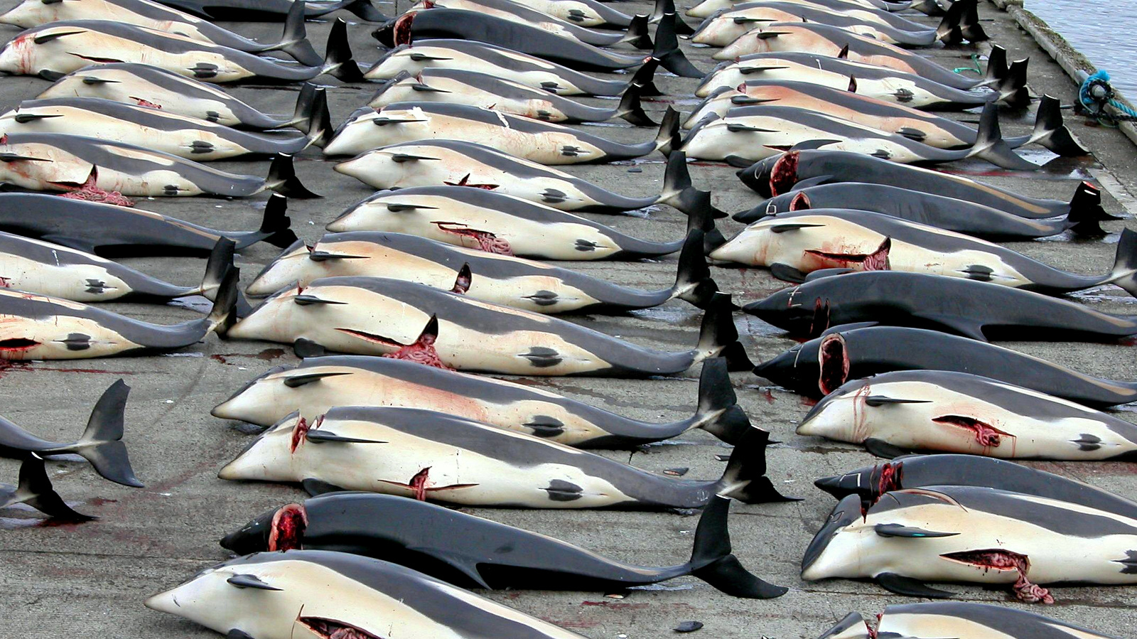 Japoneses mataram 177 baleias este Verão