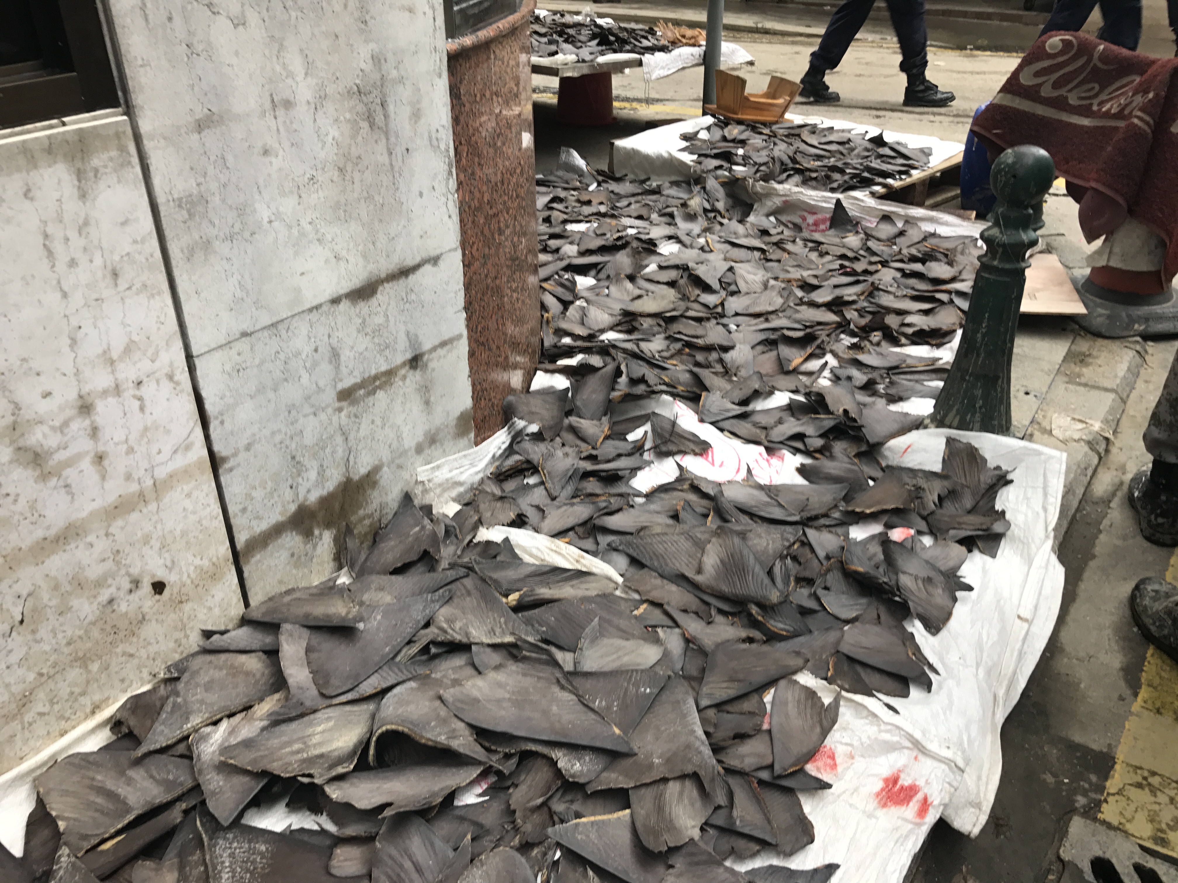 WildAid preocupada com vendas de barbatanas de tubarao