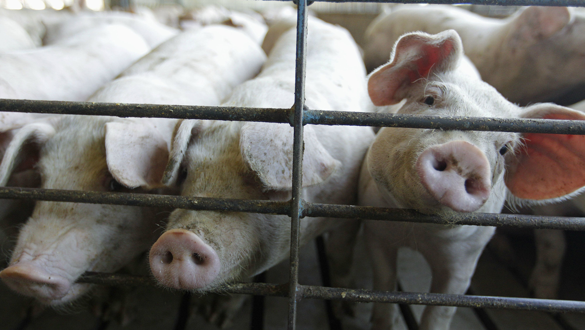 Preço de venda de porcos vivos voltou a aumentar