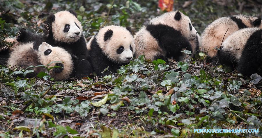 China | População de pandas gigantes em estado selvagem sobe 1.900