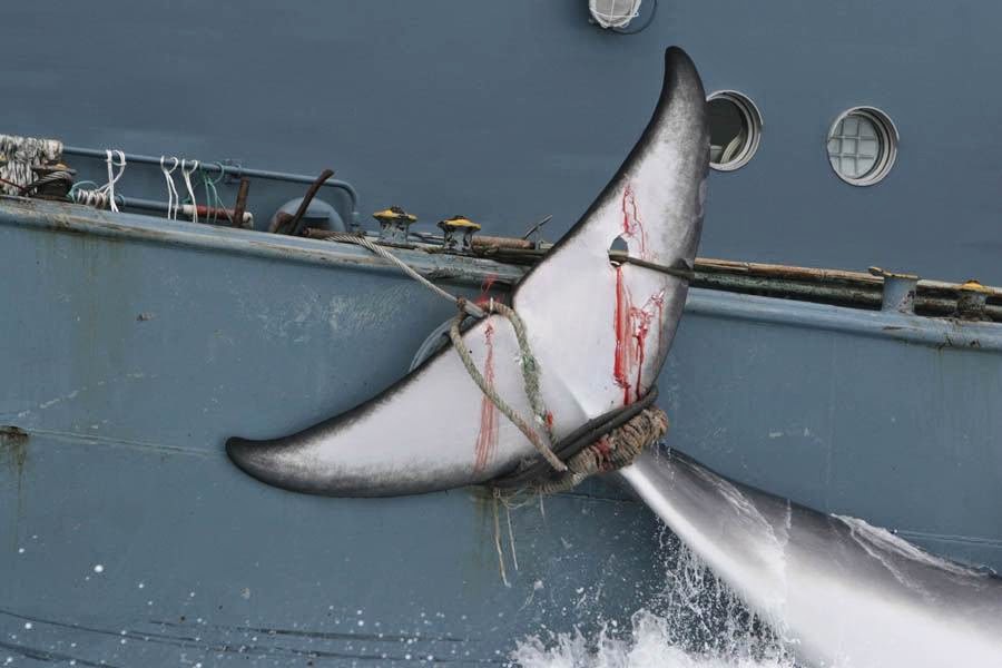 Japão | Fins científicos justificam a captura 177 baleias