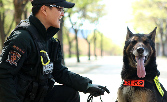 Coreia do Sul | Homenagem inédita a cão polícia morto em serviço