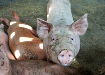 Peste suína | Países asiáticos reúnem-se de emergência para discutir epidemia