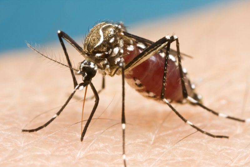 Dengue | Serviços de Saúde advertem para risco elevado