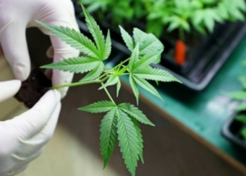 Tailândia vai usar canábis apreendida para fabricar fármacos