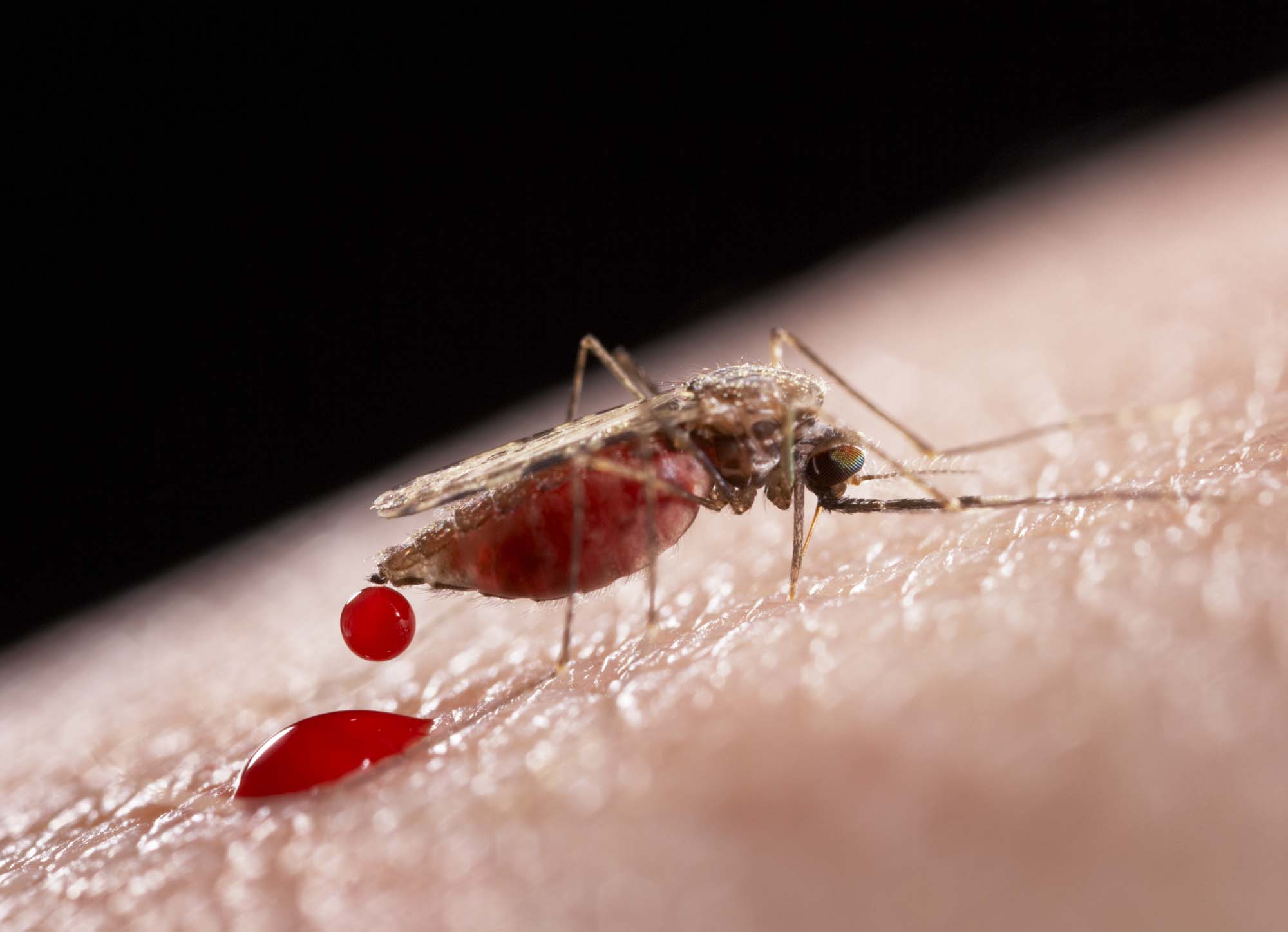 OMS diz que China conseguiu erradicar malária 70 anos depois