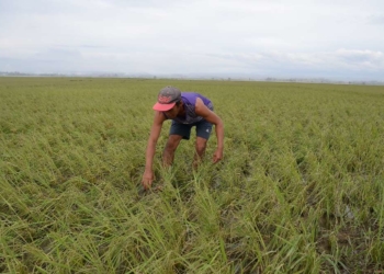Homens armados matam nove agricultores que ocupavam plantação de cana-de-açúcar