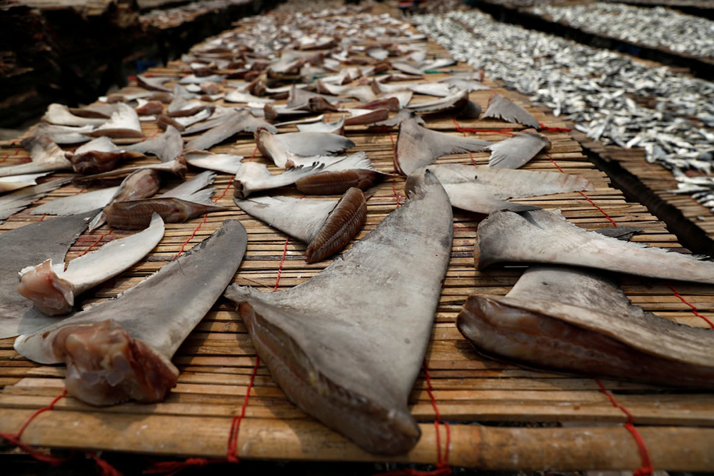 Apreensão recorde de 26 toneladas de barbatanas de tubarão em Hong Kong
