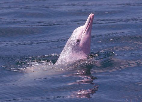 População de golfinhos brancos chineses cai 30 %