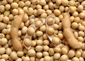 Estudo diz que China importa mais soja, mas Espanha tem a maior pegada de carbono