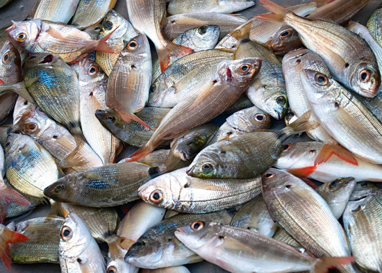 PJ | Investigado caso de corpo de um bebé encontrado perto do Wynn