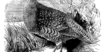 Sistema político | Deputados divergem sobre separação de poderes