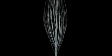 A obsessão da solidão