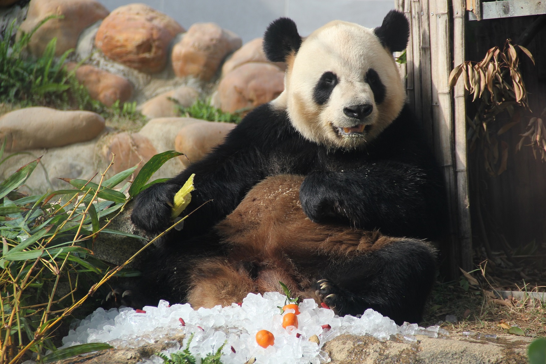 Desenhos animados do pequeno panda operando um avião