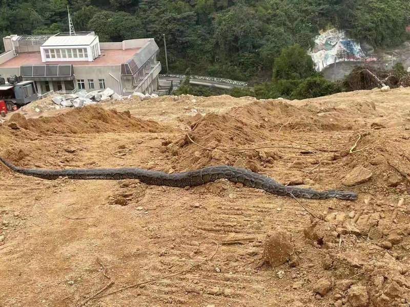 Coloane | Cobra gigante encontrada em Ká Hó