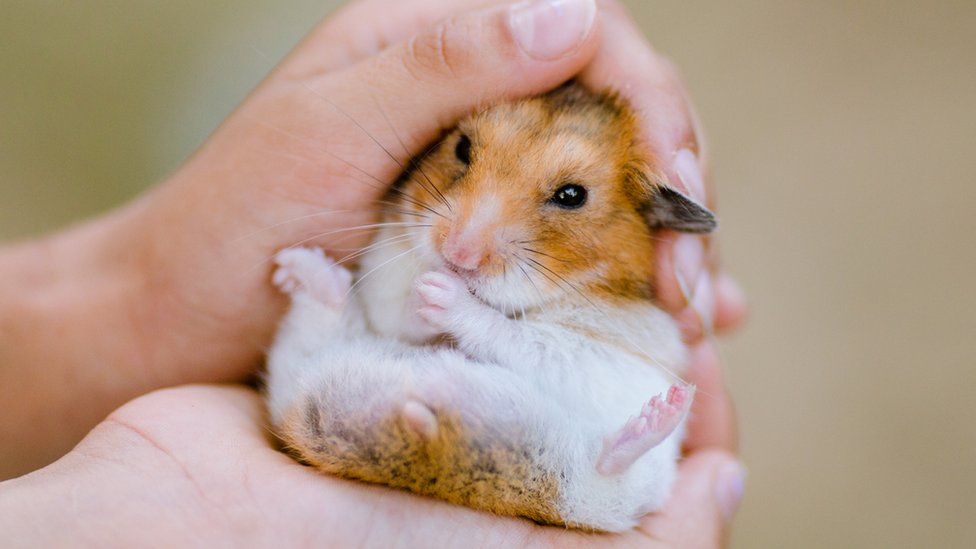 Cerca de 2.000 hamsters vão ser abatidos em Hong Kong por estarem infetados