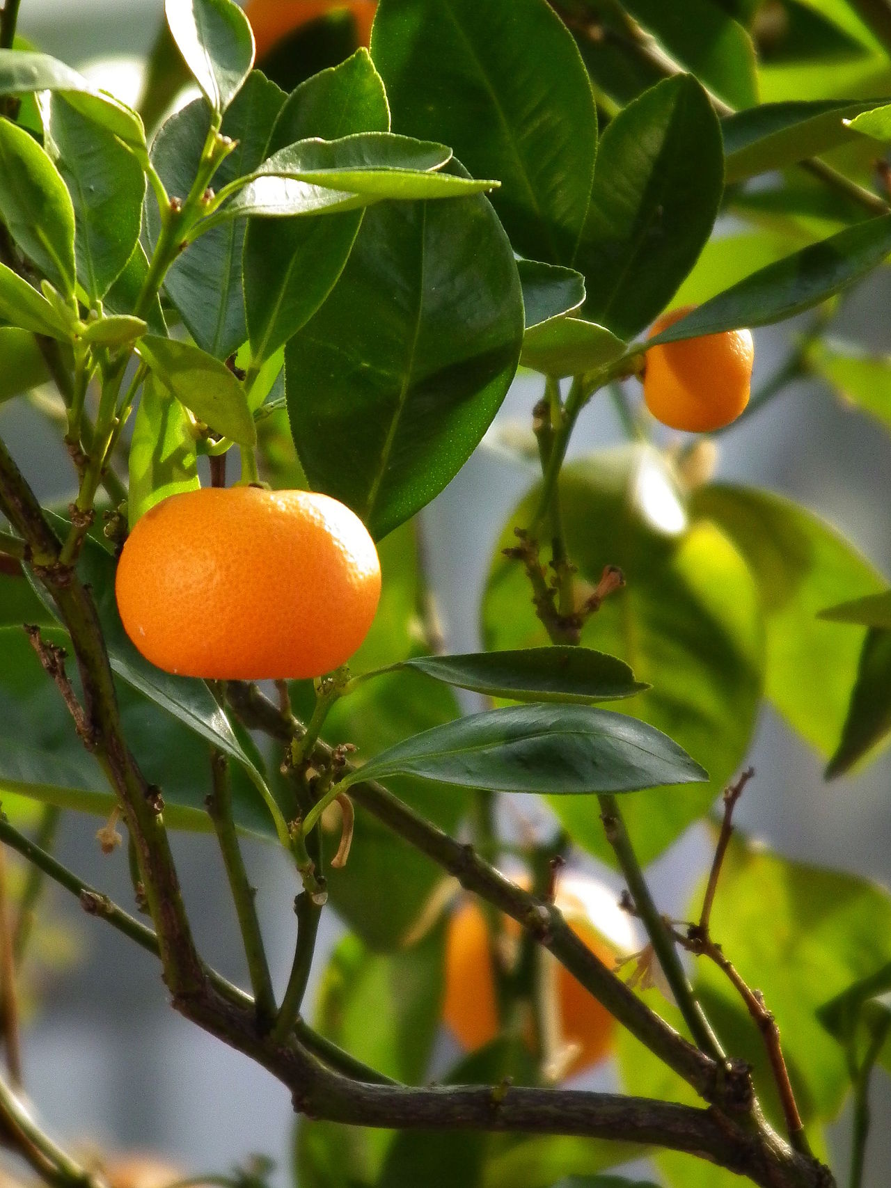 Tangerinas | Esta fruta, pequena e singela, é uma das grandes riquezas da área da Grande Baía