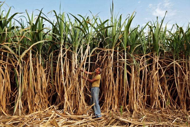 Índia restringe exportação de açúcar para proteger reservas e baixar inflação