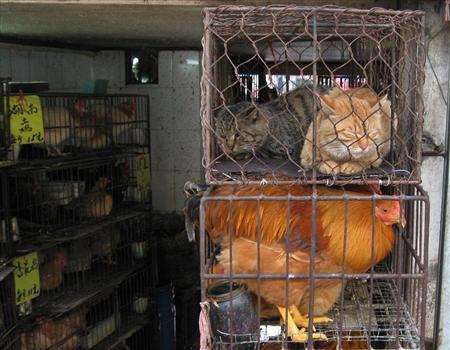 Polícia resgata quase 150 gatos destinados ao consumo humano na China