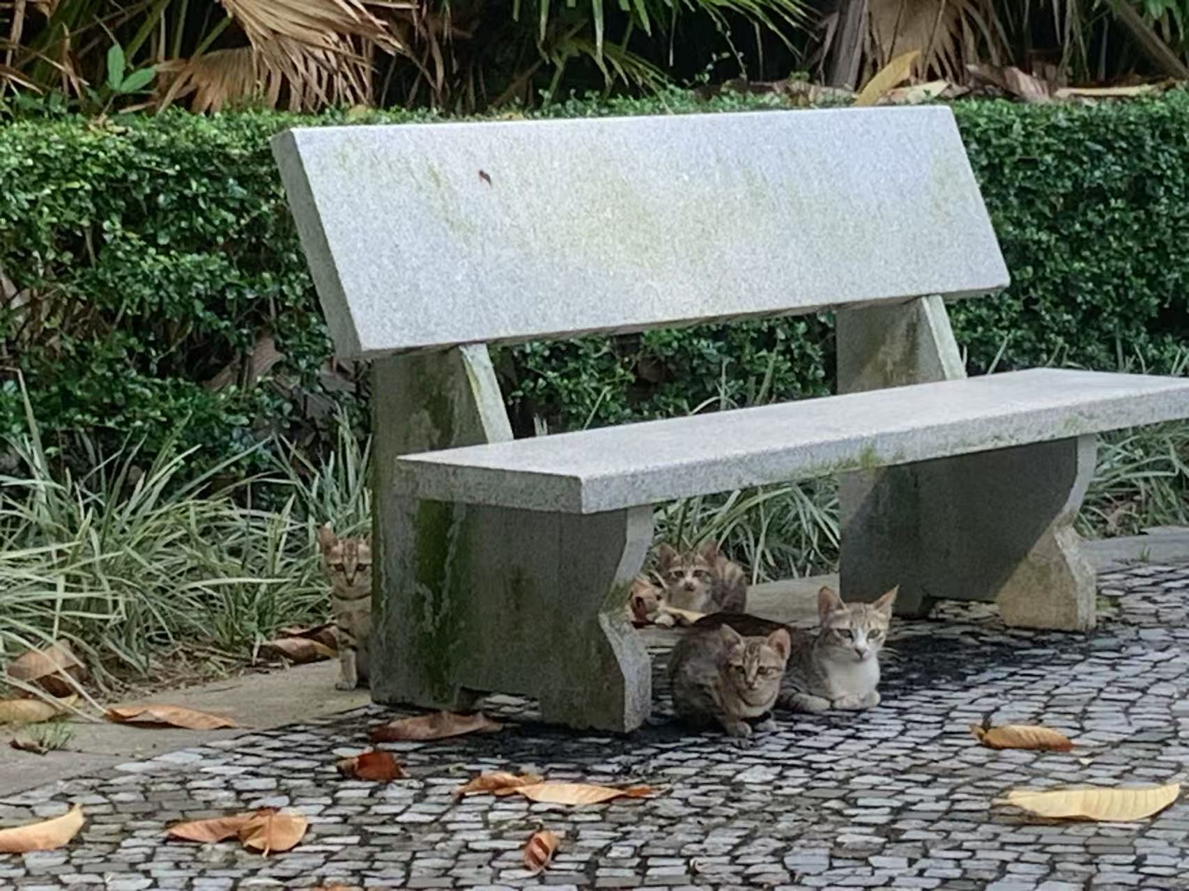 UM | Estudantes temem abate de gatos recolhidos pelo IAM