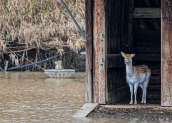 Mudanças climáticas para inglês ver