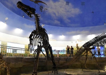 CNRS | Descoberto dinossauro com 125 milhões de anos e picos idênticos ao porco-espinho